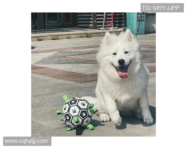 萨摩耶足球明星盘点及其在赛场上的精彩表现与成就分析